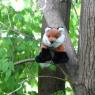 fox_in_a_tree