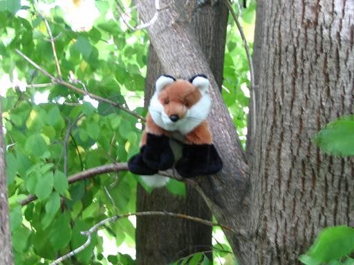 fox_in_a_tree