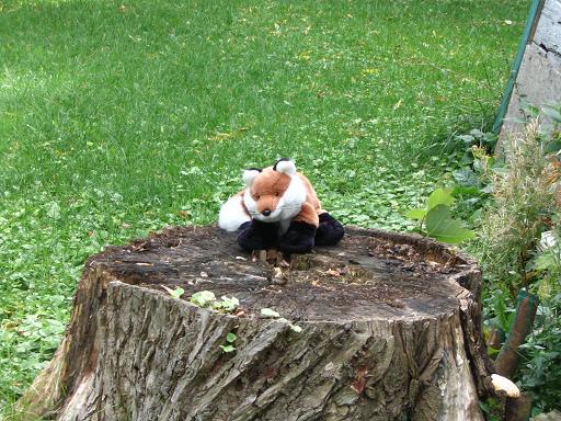 fox_on_a_small_stump
