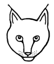 lynx
