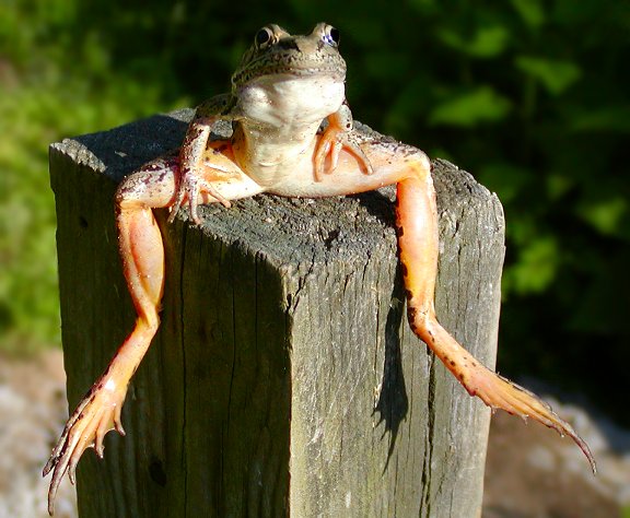 chillin_frog_DEF
