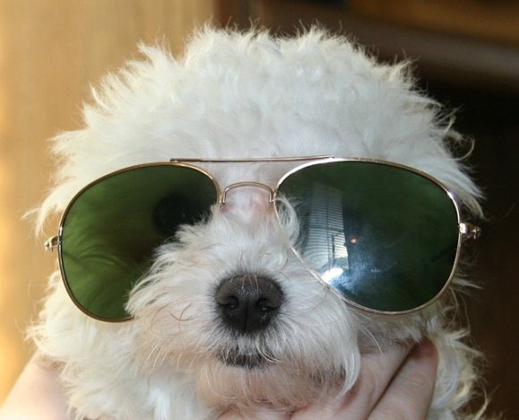 mutt_the_early_years-Yuutomo