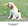 Chirp