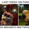AladFromCB_LastWeekOnPawpets