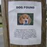 050308founddog