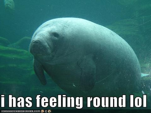 i_has_feeling_round_lol