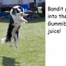 GS-495px-Border_Collie_discdog_jump