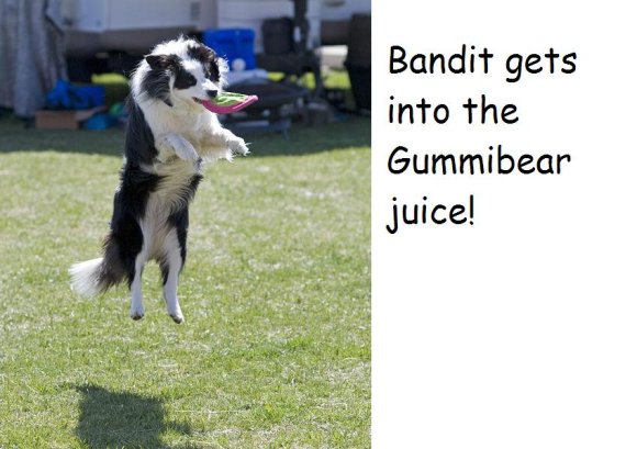 GS-495px-Border_Collie_discdog_jump