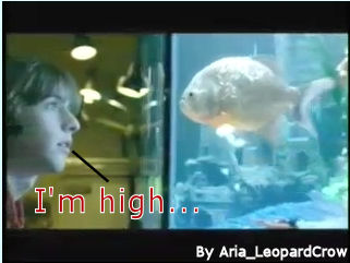 Aria_LeopardCrow-capture_20012008_191336