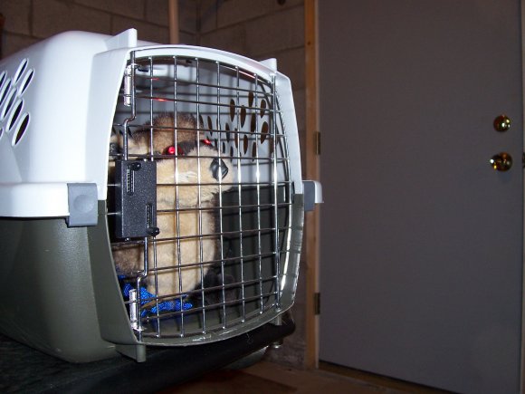 FoxMcCloud-cage_th_evil