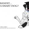 Gyukyen_Toddesauk-smart_bordercollie