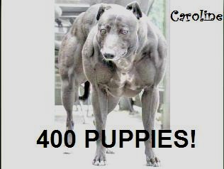 Caroline-400puppies