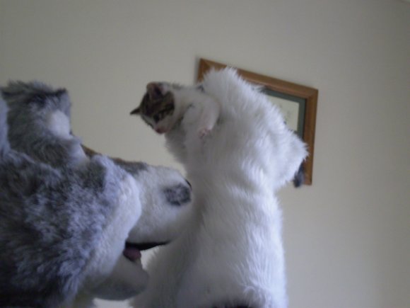 OLYMPUS DIGITAL CAMERA