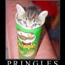 Garrisonskunk-cat_pringles