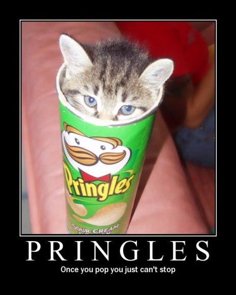 Garrisonskunk-cat_pringles