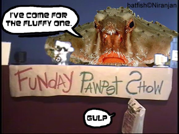 pseudodragon-FPS_seabat