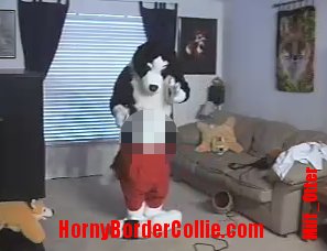 Miff_Otter-hornybordercollie