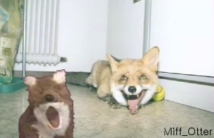 Miff_Otter-lillymouth