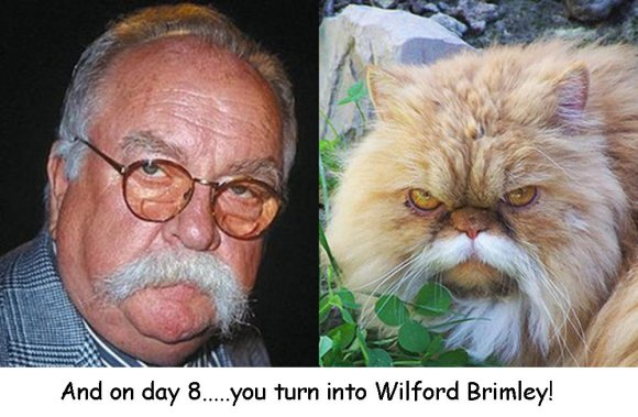 GarrisonSkunk-wildfredcat01