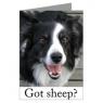 Garrisonskunk-border_collie_herding_2