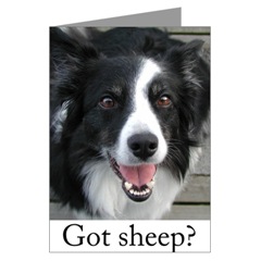 Garrisonskunk-border_collie_herding_2