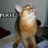 Anonymous-Cat_poot