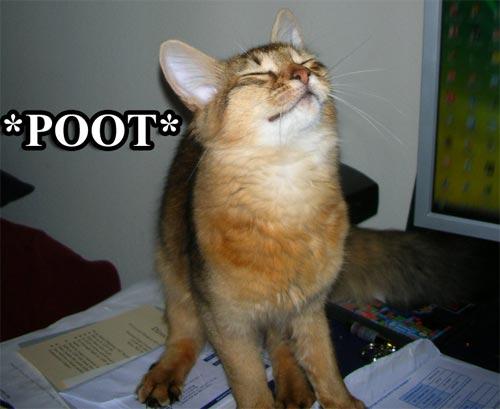 Anonymous-Cat_poot