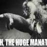 Drago_Fox-Huge_Manatee