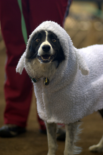 Anonymous-Bandit_sheep