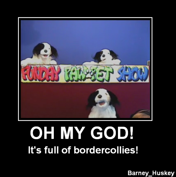 Barney_Husky-bordercollies2