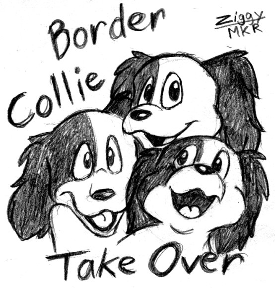 Ziggy-funday_bordercollie