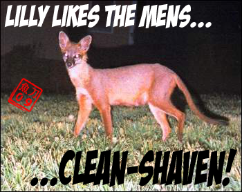 Sakana_Katana-Samson_Fox