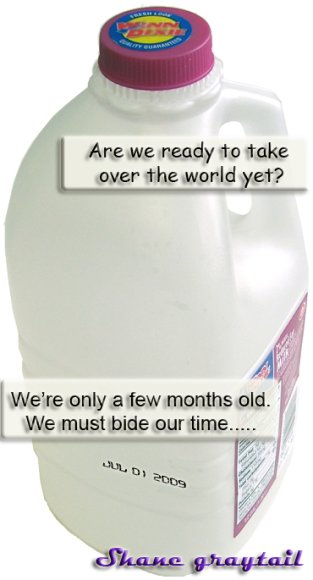 Shane_Graytail-expired