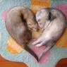 Anonymous-ferret_heart
