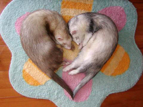 Anonymous-ferret_heart