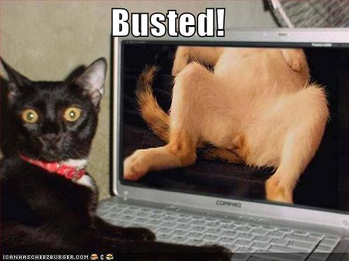 Anonymous-funny-pictures-porn-watching-cat