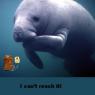 Anonymous-manatee_feed2817-main