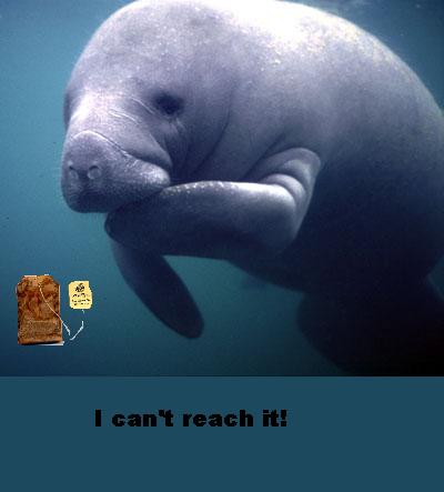 Anonymous-manatee_feed2817-main