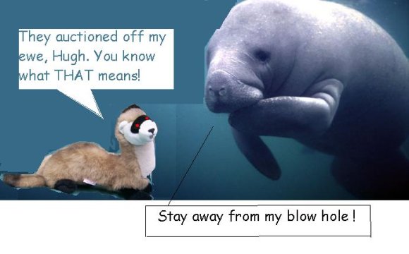 Anonymous-manatee_feed2817-main