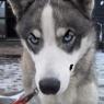 Anonymous-rocky_alaskan_huskey