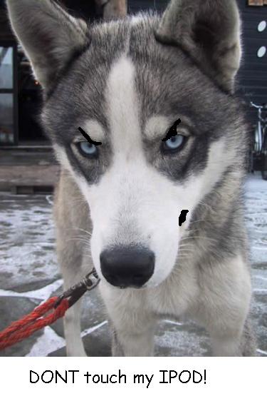 Anonymous-rocky_alaskan_huskey