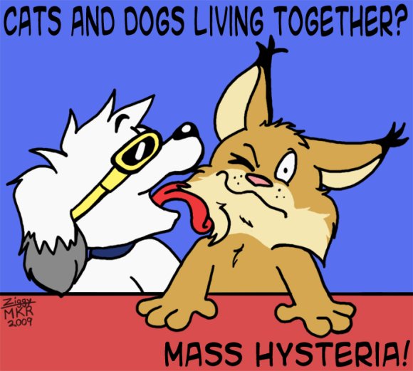 Ziggy-Funday_cats_and_dogs