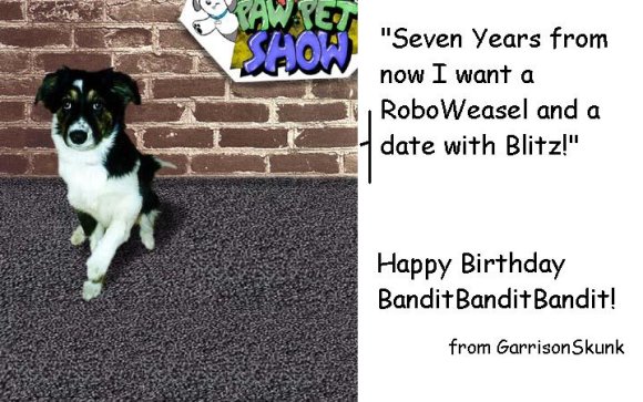 Anonymous-1_FS_artjam_collie