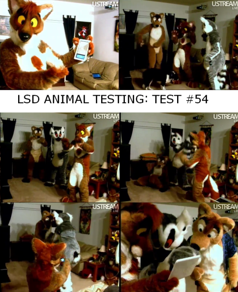 Shurun-lsdpawpetstest