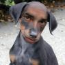 Anonymous-Weird-Dog-1058