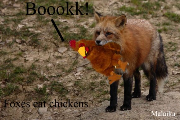 Malaika-foxeseatchickens