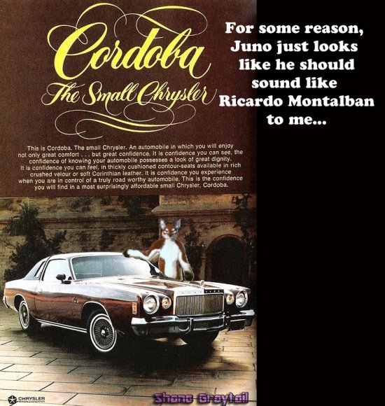 Shane_Graytail-JunoMont