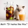 Anonymous-ist2_6709380-fruit-juice-and-cat