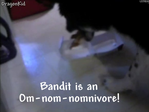 DragonKid-om-nom-nomnivore