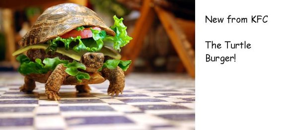 Anonymous-turtle-burger